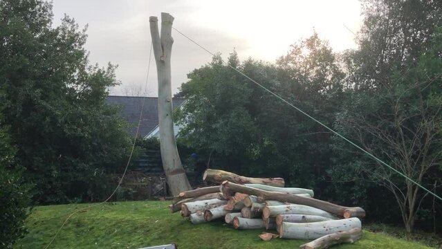 Tree surgeons cut down a tree in Aldborough, Norfolk, UK. 12.02.22