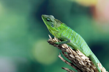 Jubata green lizard habitat in Indonesia