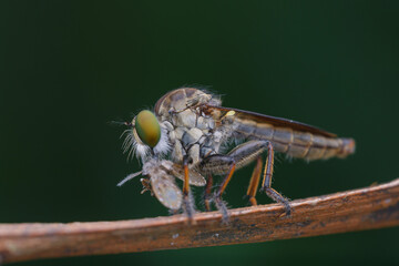 robberfly is eating,
insects are eating food
taken at close range (macro)