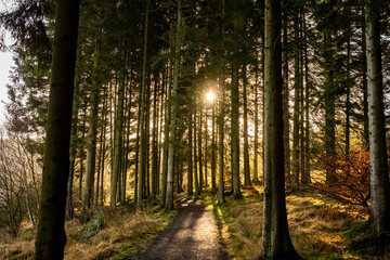 Kielder England: 11th January 2022: Warm sun shining through trees in beautiful Kielder Forest. Stunning dramatic colours