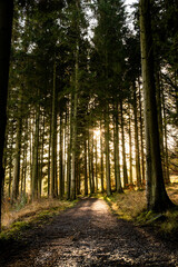 Kielder England: 11th January 2022: Warm sun shining through trees in beautiful Kielder Forest. Stunning dramatic colours