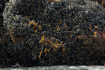 Saltwater mussels (Mytilidae) growing on the rocky ocean shore of Alaska, USA.