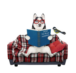 A dog husky in glasses reads a book on a checkered sofa. White background. Isolated. © iridi66
