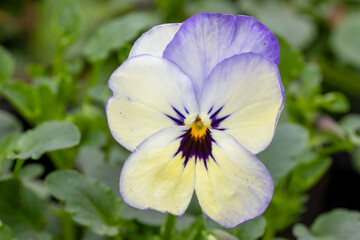 Obraz na płótnie Canvas pansy yellow purple (Viola 'Butterfly Yellow Purple Yellow') 