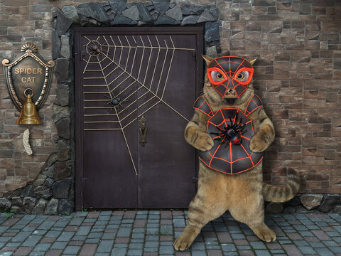 A beige cat is wearing a spider costume near a door of his house. Spidercat.