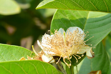Fresh guava flower in the tree.