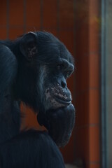 thinker
