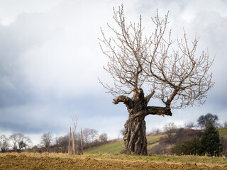 Fototapeta na wymiar Bare tree in a field