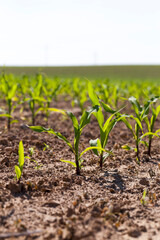 green young corn in an agricultural field
