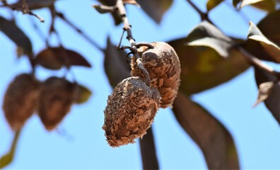 fruto do Cerrado