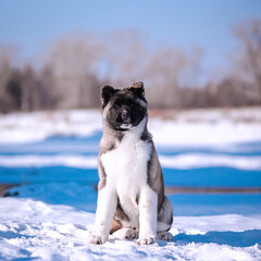 The dog portrait in the flowers of a willow. American Akita puppy in winter in the snow - 488007609