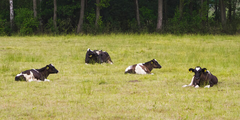Cows resting in a summer meadow. © Adam