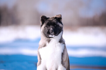 The dog portrait in the flowers of a willow. American Akita puppy in winter in the snow - 488007658