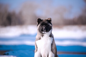 The dog portrait in the flowers of a willow. American Akita puppy in winter in the snow - 488007690