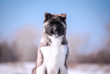 The dog portrait in the flowers of a willow. American Akita puppy in winter in the snow - 488007809