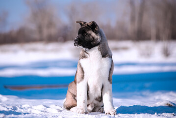 The dog portrait in the flowers of a willow. American Akita puppy in winter in the snow - 488007836
