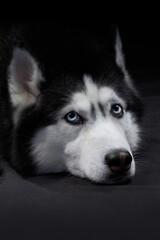 Studio art portrait beautiful husky dog with blue eyes.
