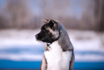 The dog portrait in the flowers of a willow. American Akita puppy in winter in the snow - 488007876