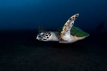 Obraz na płótnie Canvas Hawksbill Turtle - Eretmochelys imbricata swims along coral reefs. Underwater world of Bali, Indonesia.