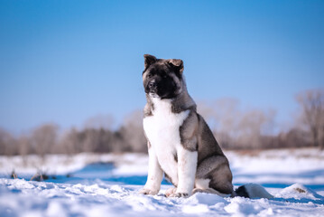 The dog portrait in the flowers of a willow. American Akita puppy in winter in the snow - 488008039