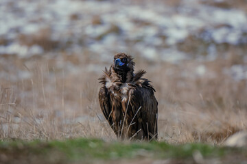 Cinereous Vulture (Aegypius monachus) perched on grass