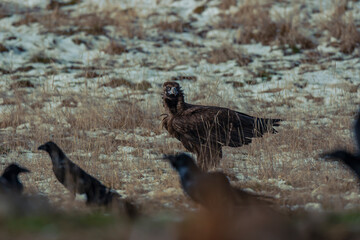 Cinereous Vulture (Aegypius monachus) perched on grass