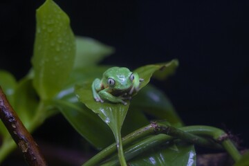 green frog on a leaf