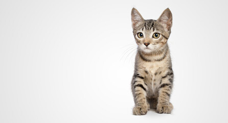 Fototapeta na wymiar Kitten looking to the camera tilt head cute baby cat sitting on white background isolated sit