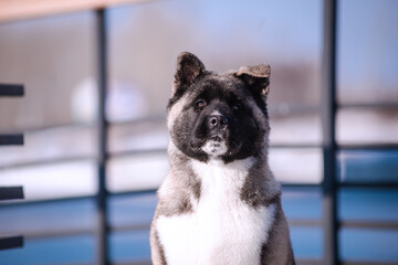 The dog portrait in the flowers of a willow. American Akita puppy in winter in the snow - 488008267