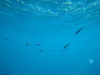 The underwater world of the sea with corals and schools of fish. High quality photo