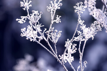 Frosty winter natural background of dried flowers in hoarfrost.
