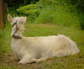 Goat in the spring pasture. © Adam