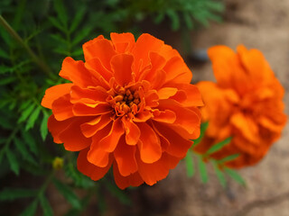 Beautiful Zinnia flowers, typical blooming park flowers