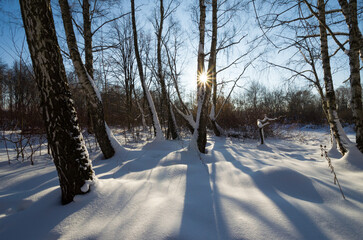 Beautiful winter forest landscape with trees and the sun in the center
