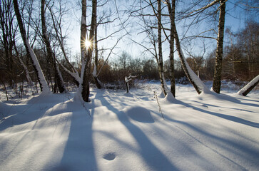 Beautiful winter forest landscape with trees and sun