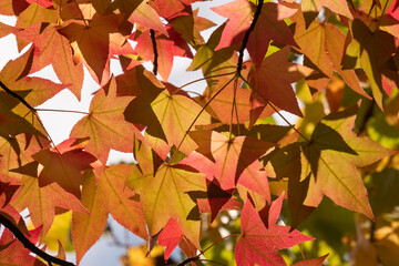autumn leaves background