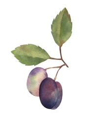 Watercolor vector hand drawn plums set botanical illustrations. Isolated on white. Food summer