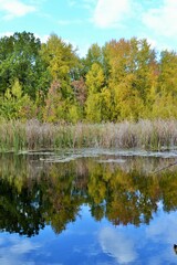 autumn trees reflected in water