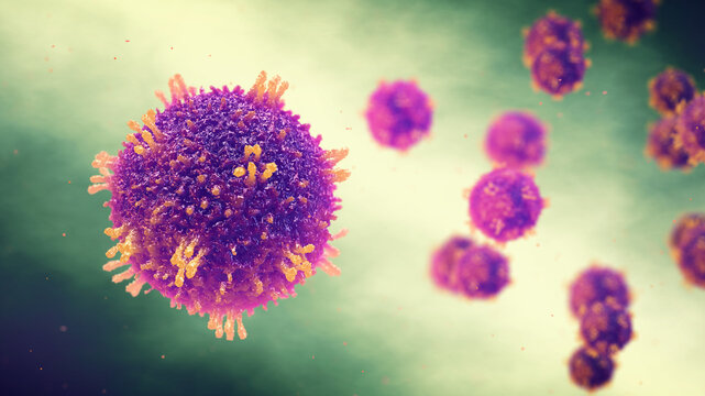 Measles also known as morbilli and rubeola is a highly contagious viral infection. Measles Morbilliviruses