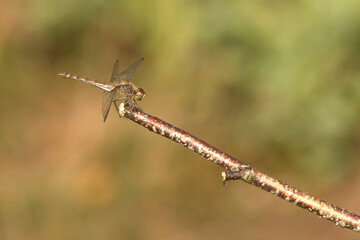 Große Heidelibelle (Sympetrum striolatum)