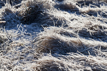 grass covered with ice and frost in the winter season