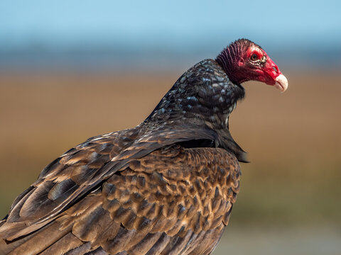 closeup of an american turkey vulture