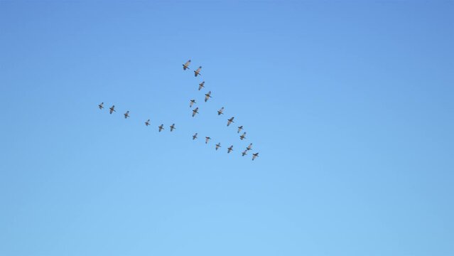 Birds flying in V formation. Flock of birds in V Shaped flight formation migrating together. Concept for leadership and teamwork. 