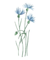 Fototapeta na wymiar Watercolor vector wild herbs flowers. Hand drawn botanical flowers