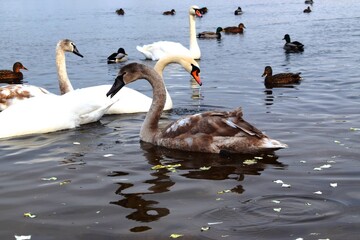 The mute swan (Cygnus olor) is a species of swan and a member of the waterfowl family Anatidae.