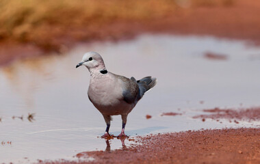 Cape Turtle Dove, Kruger National Park