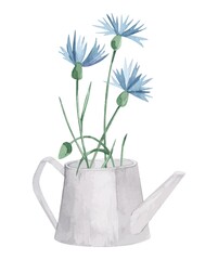 Watercolor vector wild herbs flowers in watering can and jug. Hand drawn botanical flowers