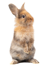 Brown or Three-colored new-born rabbit standing and looking at the top. Studio shot, isolated on white background with clipping path
