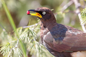 Pied Starling, South Africa