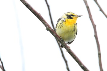 Fototapeta premium Reinita